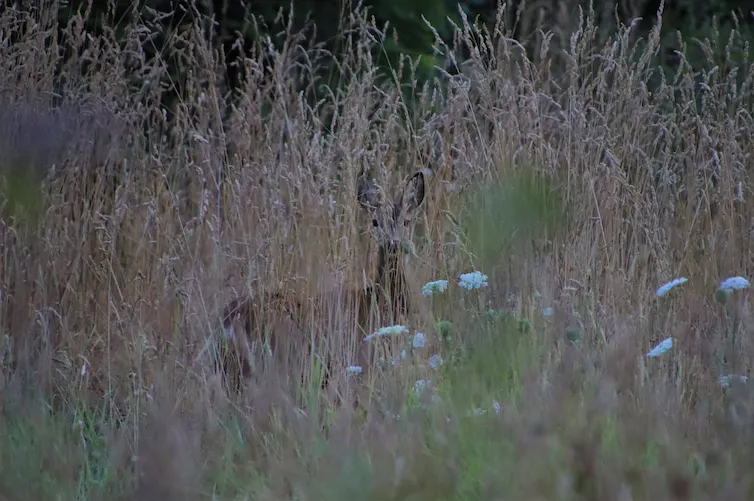 En este momento estás viendo ¿Es bueno que regrese la naturaleza salvaje?