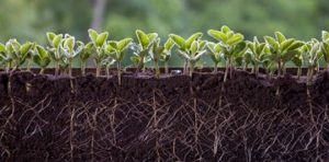 Lee más sobre el artículo Fertilizantes que se adaptan al ‘hambre’ de las plantas para reducir su impacto ambiental