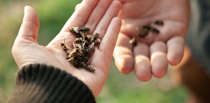 Lee más sobre el artículo ¿Puede salvar el planeta vacunar a las abejas?