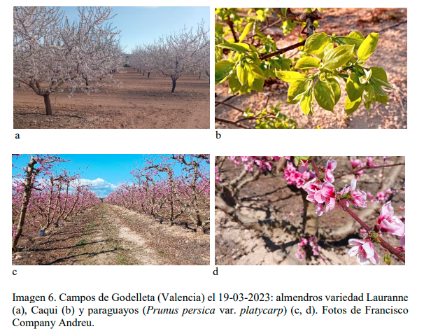 Lee más sobre el artículo Informe agrometeorológico y fenológico de la primavera 2023